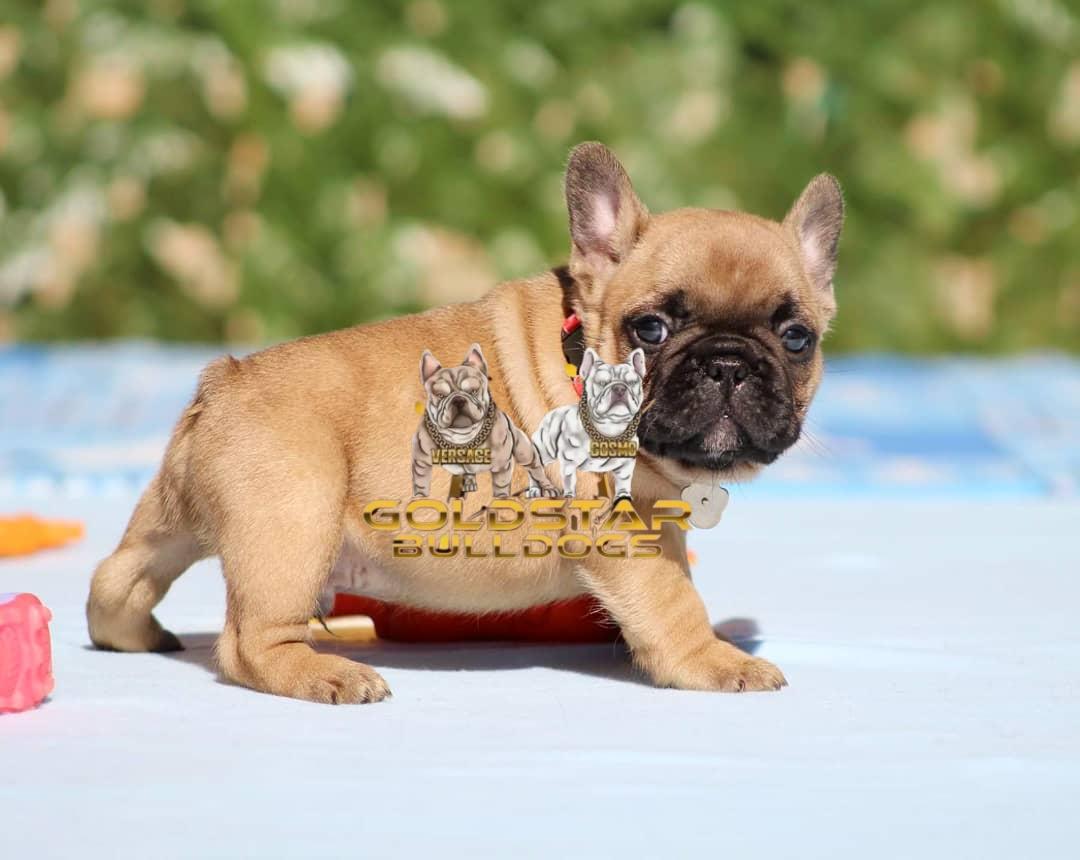 Ethan – Blue Fawn Male French Bulldog