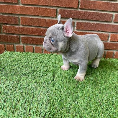 French Bulldog Tips
