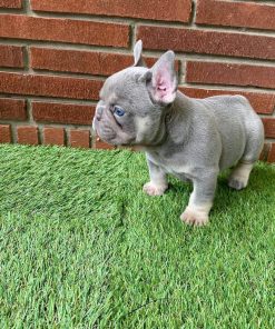 Luna – Blue and Tan Female French Bulldog