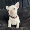 Betty – Cream Female French Bulldog