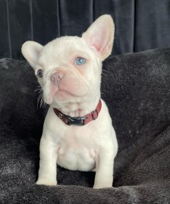 Betty – Cream Female French Bulldog