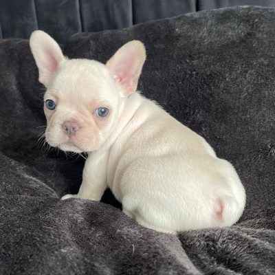 French Bulldog Puppies for Sale