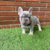 Luna – Blue and Tan Female French Bulldog