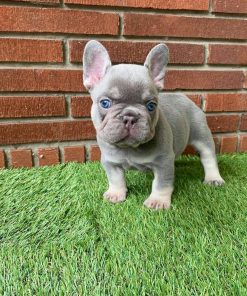Luna – Blue and Tan Female French Bulldog