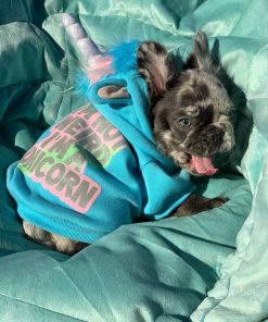 French Bulldog puppy tips