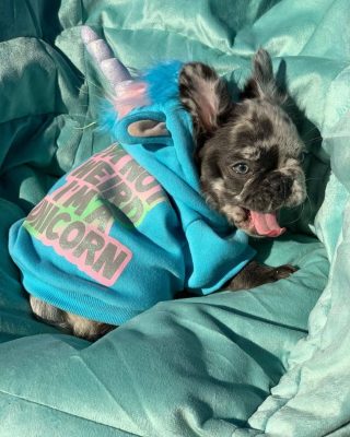 French Bulldog puppy tips