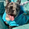 Mia – Blue Merle Fluffy Female French Bulldog