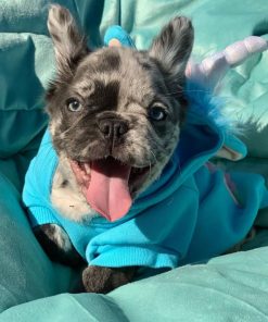 Mia – Blue Merle Fluffy Female French Bulldog
