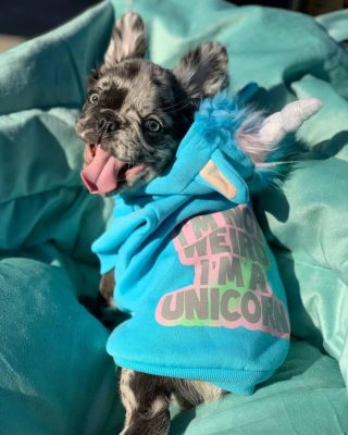 French Bulldog Clothes