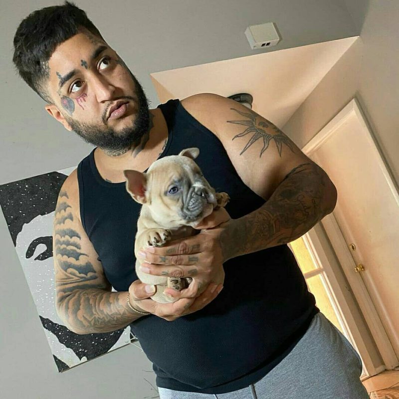 https://goldstarbulldog.com/about-goldstar-bulldog/