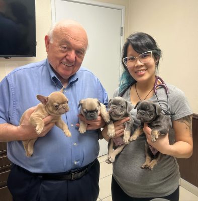 French Bulldog health issues