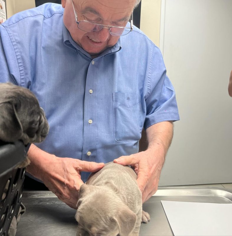 French Bulldog puppies for sale USA