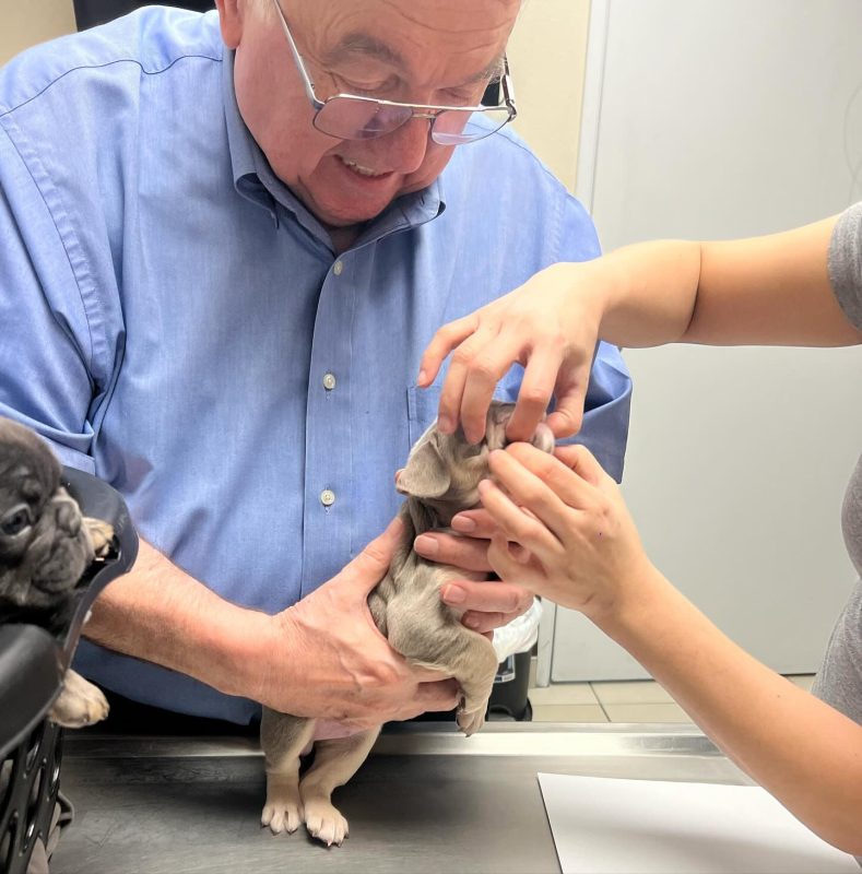 French Bulldog health issues