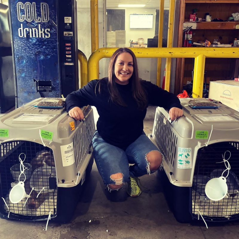 French Bulldog puppies delivery USA