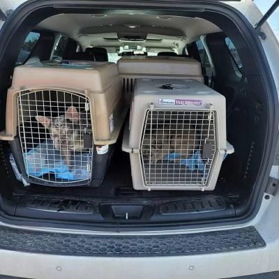 Nationwide Puppy Delivery USA