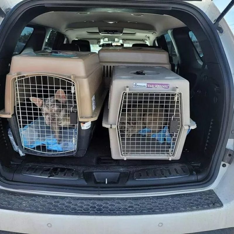 Nationwide Puppy Delivery USA