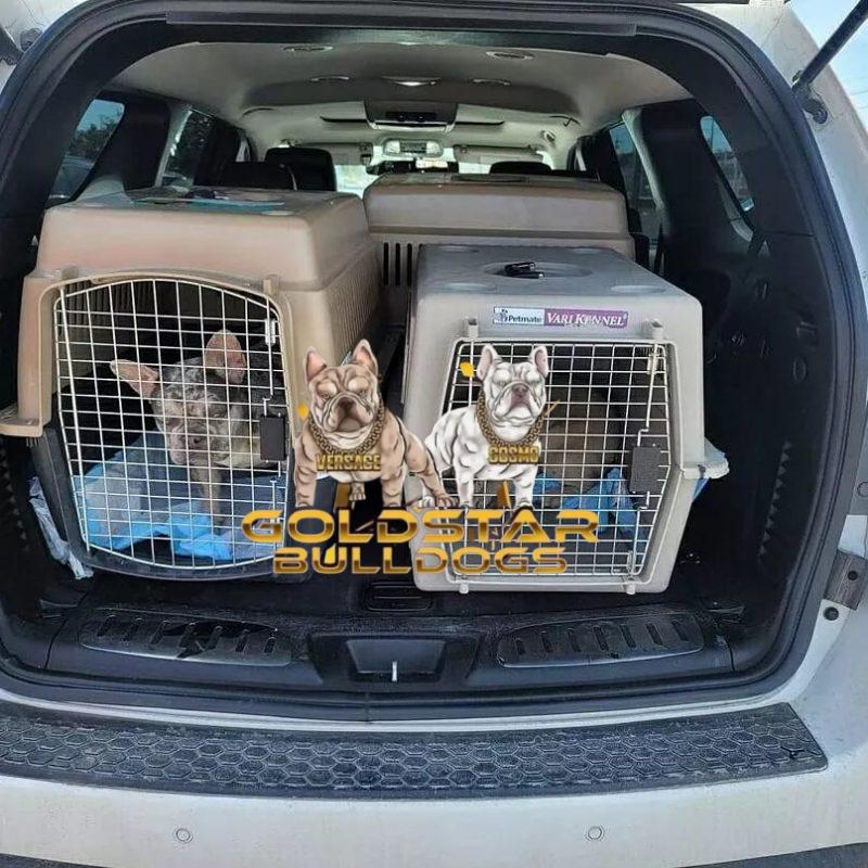 https://goldstarbulldog.com/flight-delivery-service/