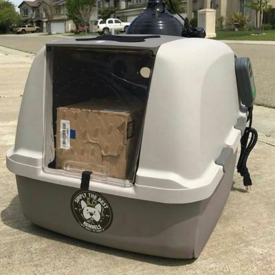 French Bulldog puppies delivery USA