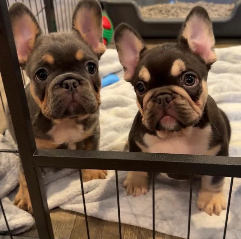 Reliable French Bulldog Breeder