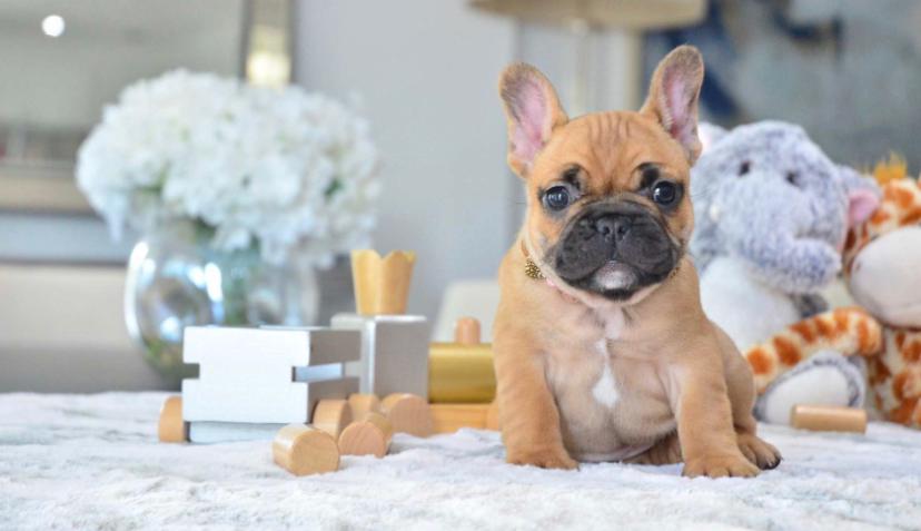 French Bulldog for sale San Antonio