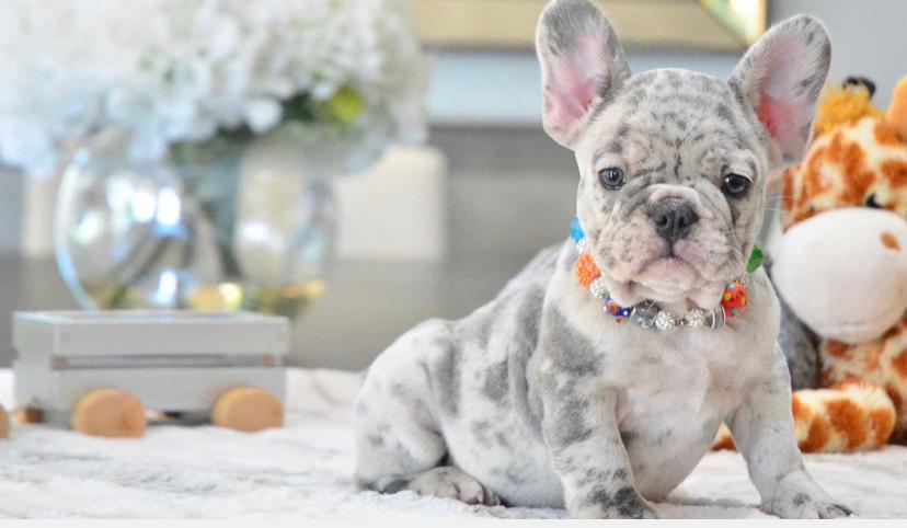 https://goldstarbulldog.com/