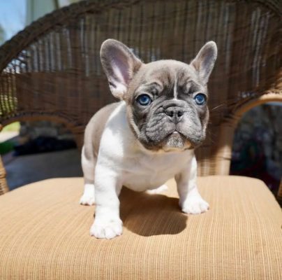 French Bulldog for sale San Antonio