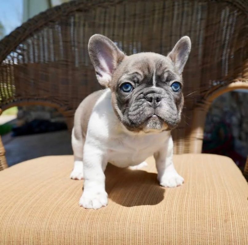 French Bulldog for sale San Antonio