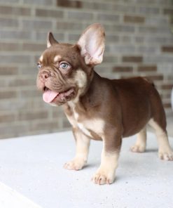French Bulldog puppies for sale USA