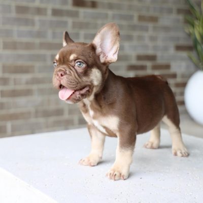 French Bulldog puppies for sale USA