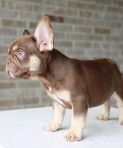 French Bulldog Facts