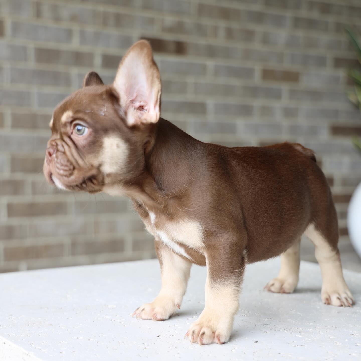 French Bulldog Facts