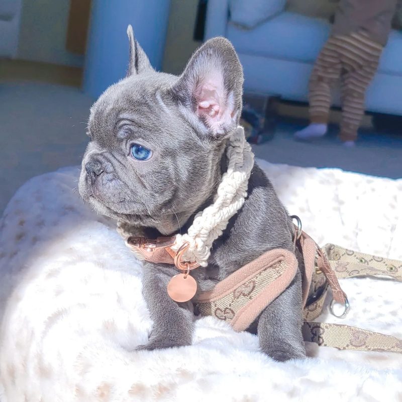 https://goldstarbulldog.com/pricing/