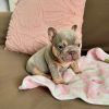 French Bulldog Puppies for Sale
