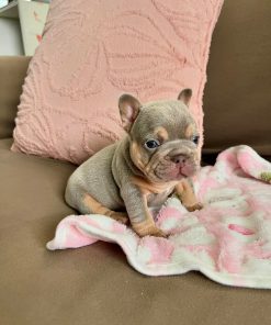 French Bulldog Puppies for Sale