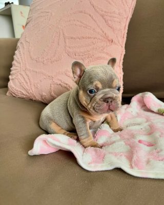 French Bulldog Puppies for Sale