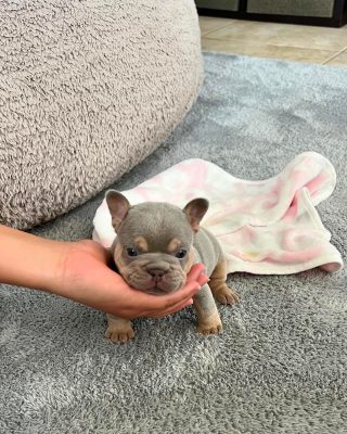 French Bulldog puppy tips