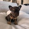 Lisa – Choco and Tan Fluffy Female French Bulldog