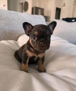 Lisa – Choco and Tan Fluffy Female French Bulldog