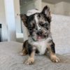 Avy – Blue Merle Fluffy Female French Bulldog