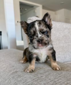 Avy – Blue Merle Fluffy Female French Bulldog
