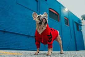 French Bulldog Clothes