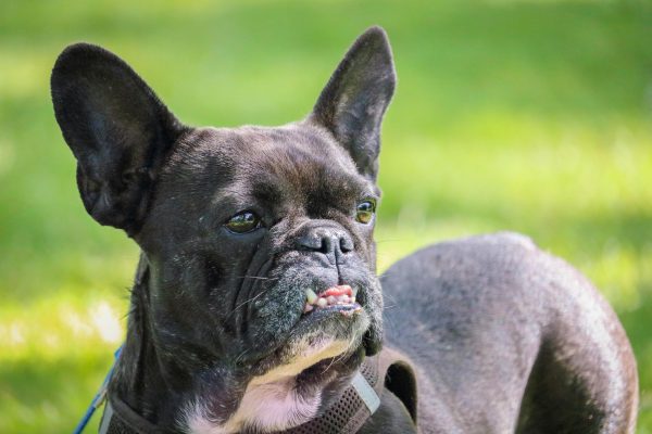 French Bulldog Guide